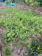 Echinacea purpurea plantjes, Tuin en Terras, Ophalen, Overige soorten, Minder dan 100 cm
