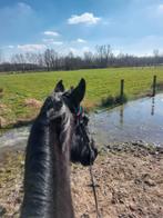 Weide gezocht voor 2 paarden, Dieren en Toebehoren, Stalling en Weidegang, Weidegang, 2 of 3 paarden of pony's