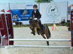 Knappe 12 jarige c spring pony merrie, Merrie, B