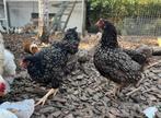 2 barnevelder hennen en 2 marans hennen, Dieren en Toebehoren, Pluimvee