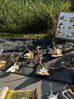 Gewei met schedel edelhert en gewei lusters, Ophalen of Verzenden