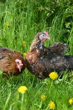 verschillende kleurslagen leghorn legklaar !!! Vanaf 13.5, Dieren en Toebehoren, Pluimvee, Vrouwelijk, Kip