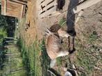 Vlaamse geit, Dieren en Toebehoren, Geit