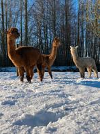 Alpaca’s, Dieren en Toebehoren, Overige Dieren