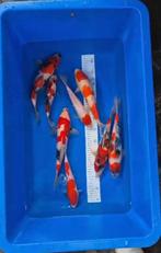 7 koi, Dieren en Toebehoren