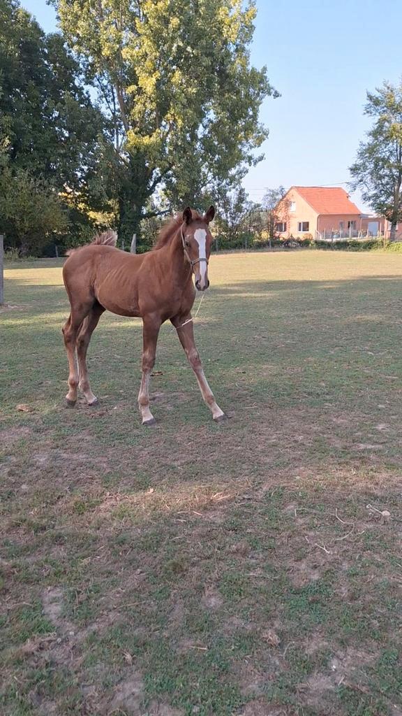 Hengsten veulen Mei 2025 Graffiti-Griseldi x Quint-Quidam. T, Dieren en Toebehoren, Paarden, Hengst, Niet van toepassing, 0 tot 2 jaar