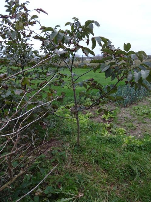 Notelaar ,walnotenboompje  van 3 jaar oud, Tuin en Terras, Planten | Fruitbomen, 100 tot 250 cm, Volle zon, Herfst, Ophalen