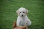 Labradoodle pups verschillende vacht types, Dieren en Toebehoren, België, 8 tot 15 weken, Meerdere, Meerdere dieren