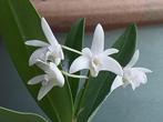 Geurende Australische Orchidee Dendrobium delicatum, Huis en Inrichting, Ophalen of Verzenden