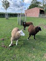 2 jonge bok lammers te koop, Mannelijk, Schaap, 0 tot 2 jaar