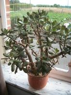 Crasulla ovata en arborescens of Jade plant, Plante succulente, Plante à fleurs, Moins de 100 cm, Enlèvement