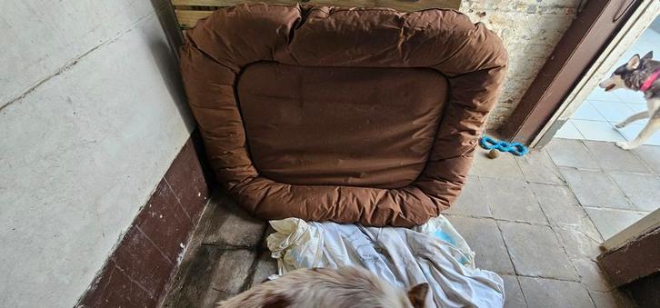 Hondenkussen, Dieren en Toebehoren, Honden-accessoires, Zo goed als nieuw, Ophalen