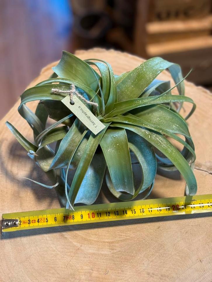Tillandsia Xerographica – De Koningin der Airplants, Huis en Inrichting, Kamerplanten, Ophalen of Verzenden