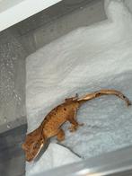 Brindle wimpergekko, Dieren en Toebehoren