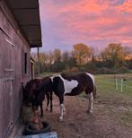 Weide gezocht, Dieren en Toebehoren