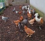 legkippen, Dieren en Toebehoren, Meerdere dieren, Kip