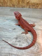 Pogona male extreme red, Lézard, 0 à 2 ans