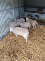 Jonge ooien tekoop 0476252495, Dieren en Toebehoren, Schapen, Geiten en Varkens