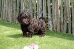 Prachtige Cockapoo pups (chocolade), Dieren en Toebehoren, België, Overige rassen, CDV (hondenziekte), 8 tot 15 weken