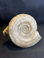 Ammonite spéciale dans les roches (grandes et petites), Enlèvement ou Envoi, Fossile