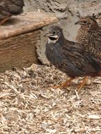 Couple de cailles de Chine, Dieren en Toebehoren, Pluimvee