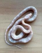 Korenslang, 11 maand, soort: Lavender Whiteout, Slang, 0 tot 2 jaar