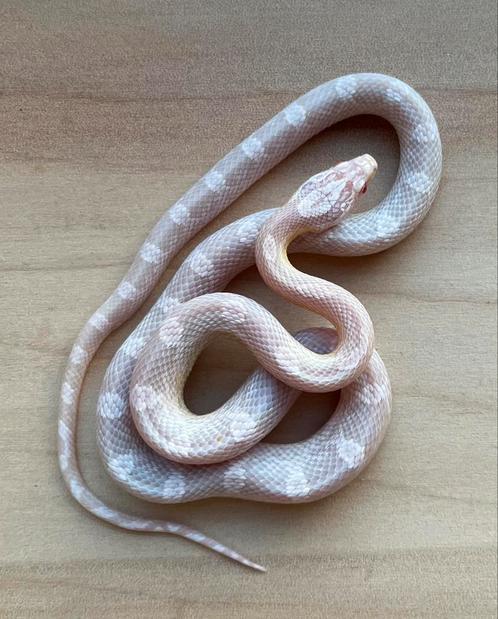 Korenslang, 11 maand, soort: Lavender Whiteout, Dieren en Toebehoren, Reptielen en Amfibieën, Slang, 0 tot 2 jaar