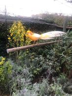 PEACH FAZANTEN 2022, Meerdere dieren, Overige soorten