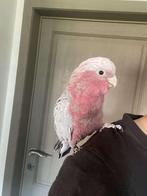 Super handtamme rose kaketoe, Dieren en Toebehoren