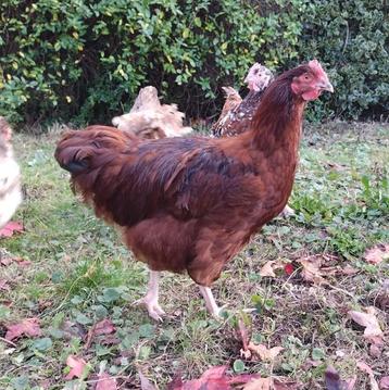 3 jonge hanen Orpington/ Orpington -Rhode island red beschikbaar voor biedingen