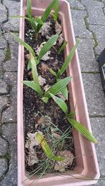 Europese dwergpalm plantjes- 'Palmboom', Tuin en Terras, Planten | Tuinplanten, Ophalen