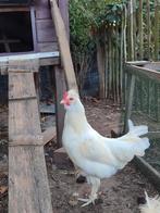 Witte haan, Dieren en Toebehoren, Pluimvee