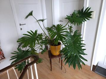 Prachtige Philondendron Xanadu - 5 jaar oud beschikbaar voor biedingen