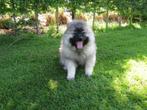 Wolfskees puppy's 3 maanden oud., Dieren en Toebehoren, België, Keeshond, Reu, CDV (hondenziekte)