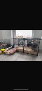 2 Hamsterkooien + 2 russische dwerghamsters (4m oud), Dieren en Toebehoren, Knaagdieren, Hamster, Juli, Vrouwelijk, Tam