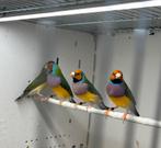 4 x split voor blauwe gouldamadine mannen