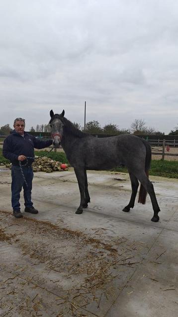 D pony zoekt ruiter beschikbaar voor biedingen