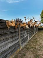 Taxidermie hertenkoppen, Ophalen of Verzenden