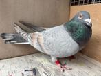 Koppel kleurpostduiven dominant opaal geband xreduced rubel, Dieren en Toebehoren, Vogels | Duiven