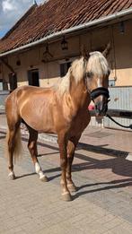Cruzado de 4 ans, Hengst, Zadelmak, 3 tot 6 jaar