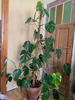 Monstera  en graslelie en sanseveria, Huis en Inrichting, Kamerplanten, Ophalen, Overige soorten, In pot, 150 tot 200 cm