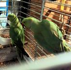 Jeune couple de perruches à collier, Animaux & Accessoires, Oiseaux | Perruches & Perroquets, Perruche