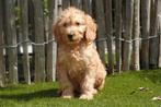 Prachtige medium Labradoodle pups (+/-45cm), België, Overige rassen, CDV (hondenziekte), 8 tot 15 weken