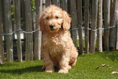 Prachtige medium Labradoodle pups (+/-45cm), Dieren en Toebehoren, Honden | Retrievers, Spaniëls en Waterhonden, Meerdere dieren