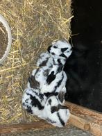 Jonge vleeskonijnen - vlinderkonijnen, Dieren en Toebehoren, Konijnen, Meerdere dieren, Groot, 0 tot 2 jaar