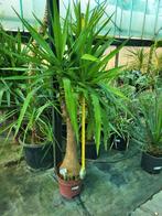 Éléphantipes de yucca à tige épaisse. 1m20 de haut, Jardin & Terrasse, Plantes | Jardin, Enlèvement ou Envoi