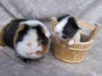 Leuke cavia's, Dieren en Toebehoren, Knaagdieren, Oktober, Meerdere dieren, Cavia