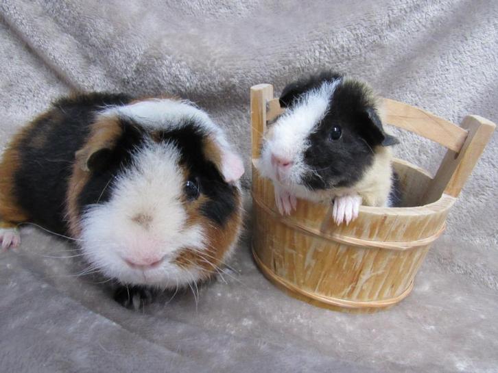 Leuke cavia's, Dieren en Toebehoren, Knaagdieren, Meerdere dieren, Cavia, Oktober