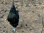 Ayam Cemani, Dieren en Toebehoren