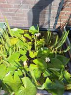 Vijverbak 350L met inhoud (visjes, planten), Tuin en Terras, Ophalen, Zo goed als nieuw, Vijverbak